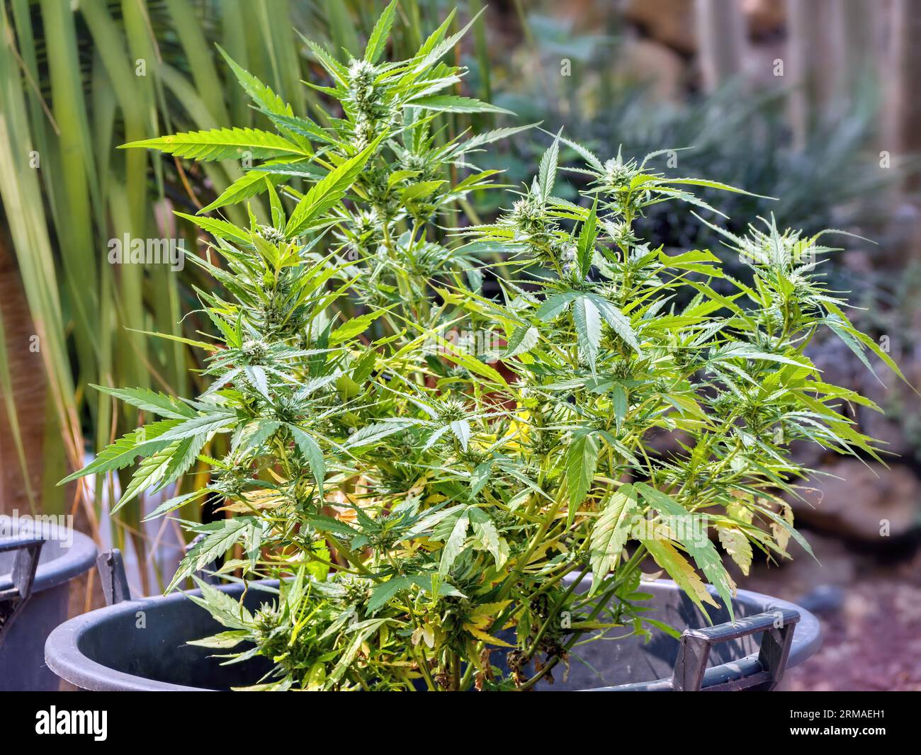 La famille du chanvre (Cannabaceae) est une famille de plantes de l'ordre des roses (Rosales). Les environ onze genres avec environ 170 espèces sont distri Banque D'Images