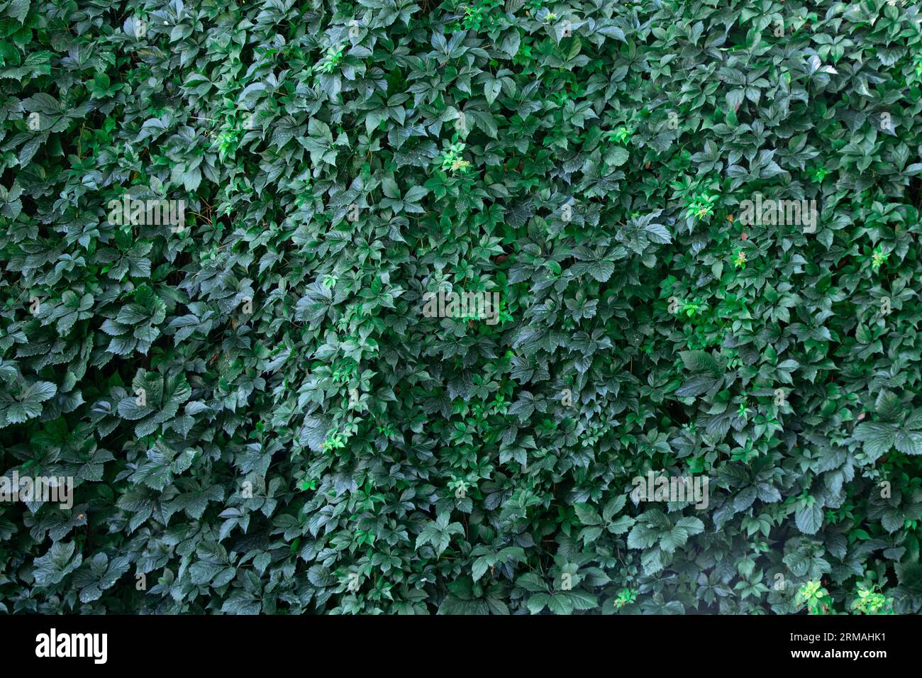 Raisin en osier sauvage vert comme fond dans le parc en été Banque D'Images