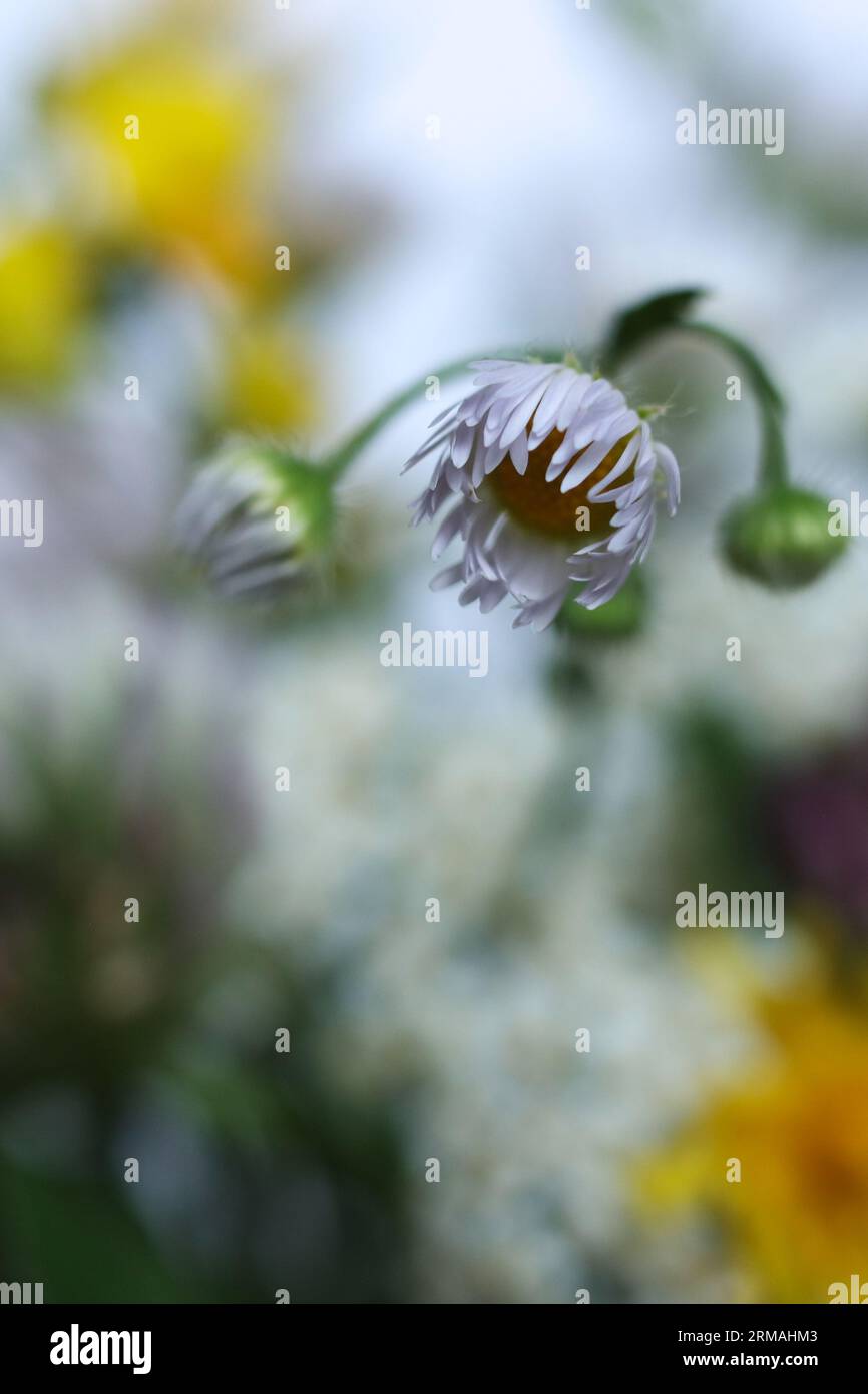 fleurs sauvages de focalisation sélective avec un fond blanc Banque D'Images