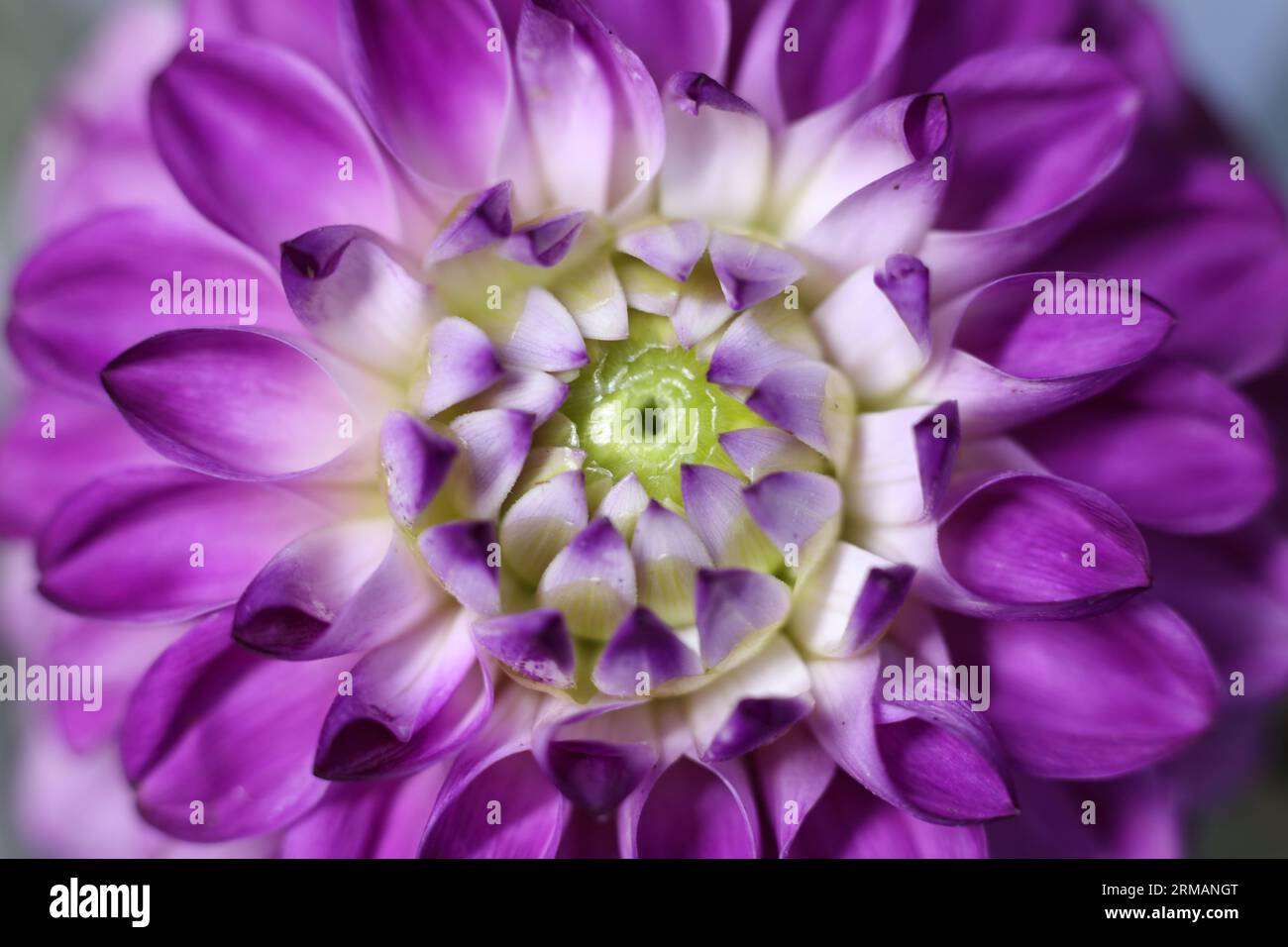 gros plan d'une fleur de dahlia blanche et violette Banque D'Images