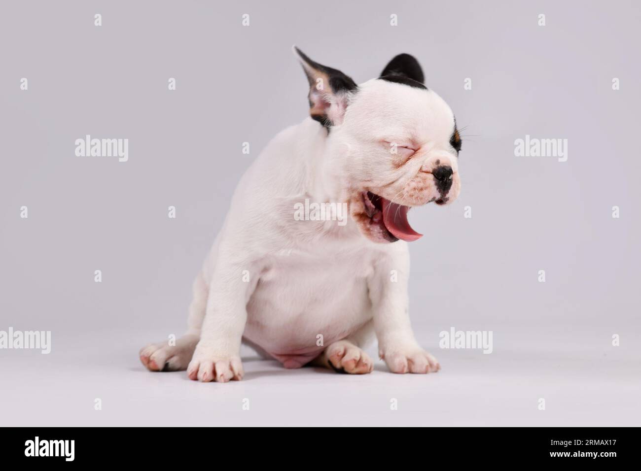 Yawning Tblack et pied blanc chien Bulldog français chiot Banque D'Images