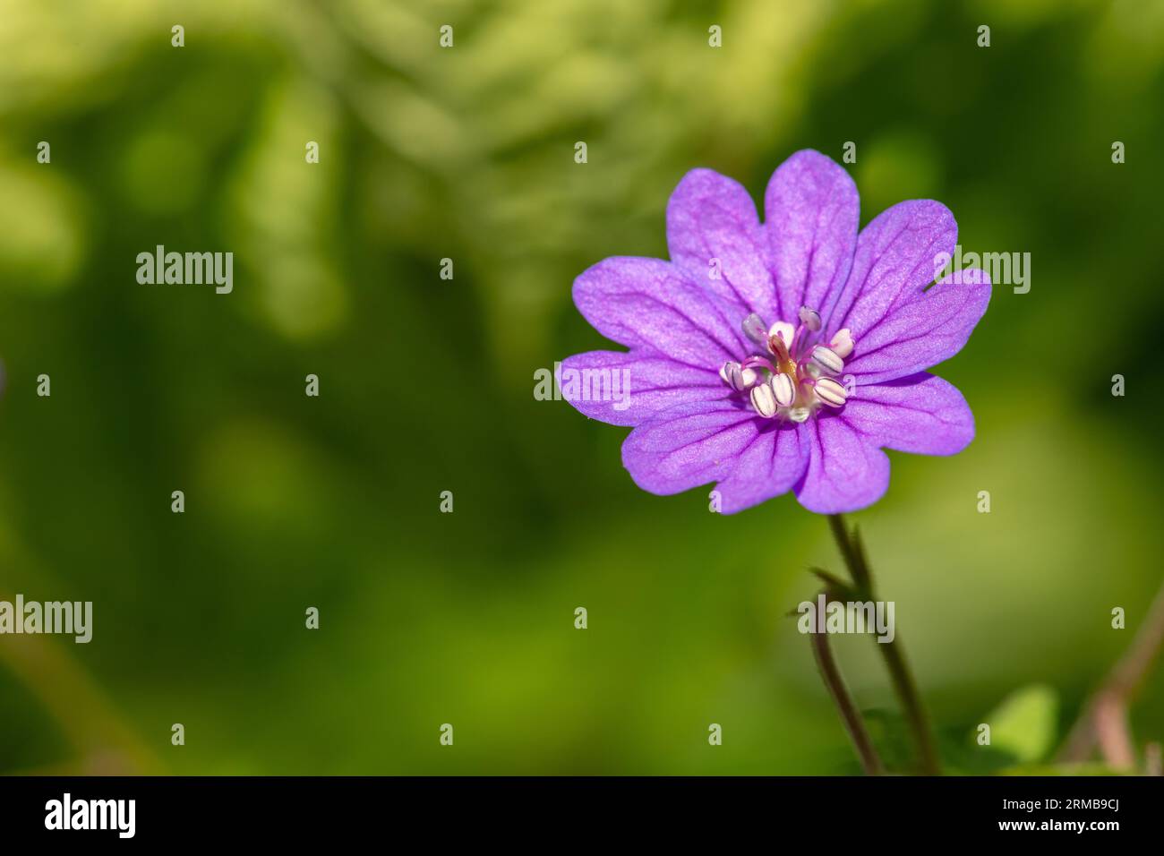 Macro shot d'un géranium de hérisson (Geranium pyrenaicum) en fleur Banque D'Images