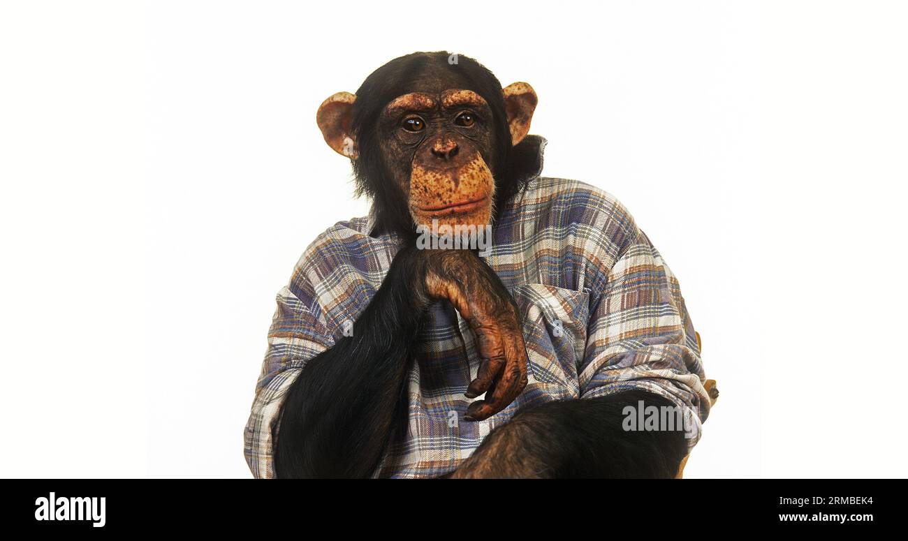 Chimpanzé, troglodytes paniques, vêtements animaux entraînés avec des vêtements d'homme Banque D'Images