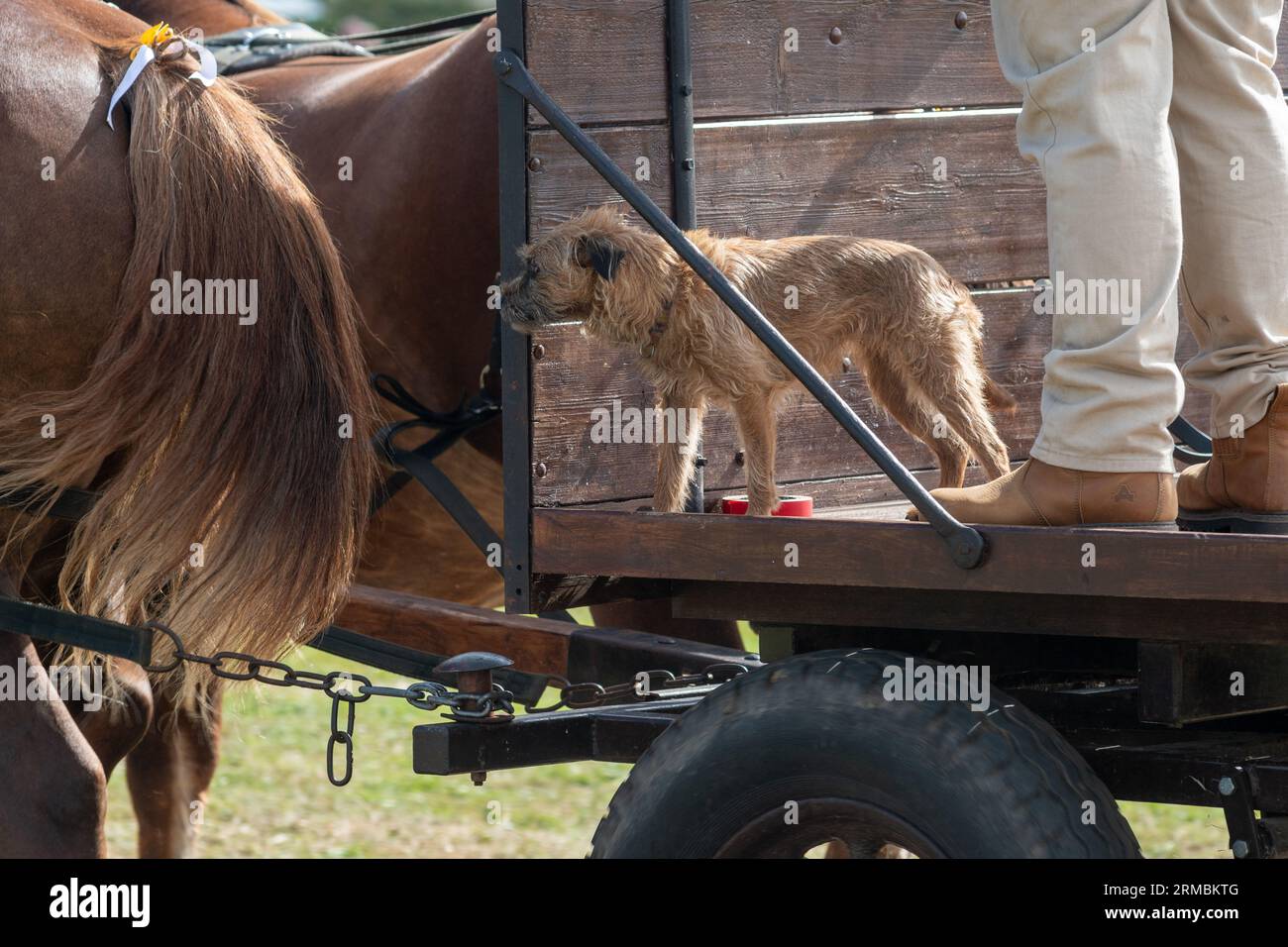 Hampshire, Royaume-Uni, le 27 août 2023 : chien faisant un tour sur une remorque tirée par des chevaux le dernier jour du festival inaugural de trois jours Fordingbridge Steam and Vintage Fest. Paul Biggins/Alamy Live News Banque D'Images