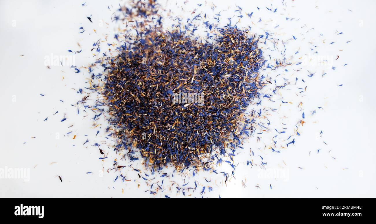Graines de myrtille, centaurea cyanus, explosant sur fond blanc Banque D'Images