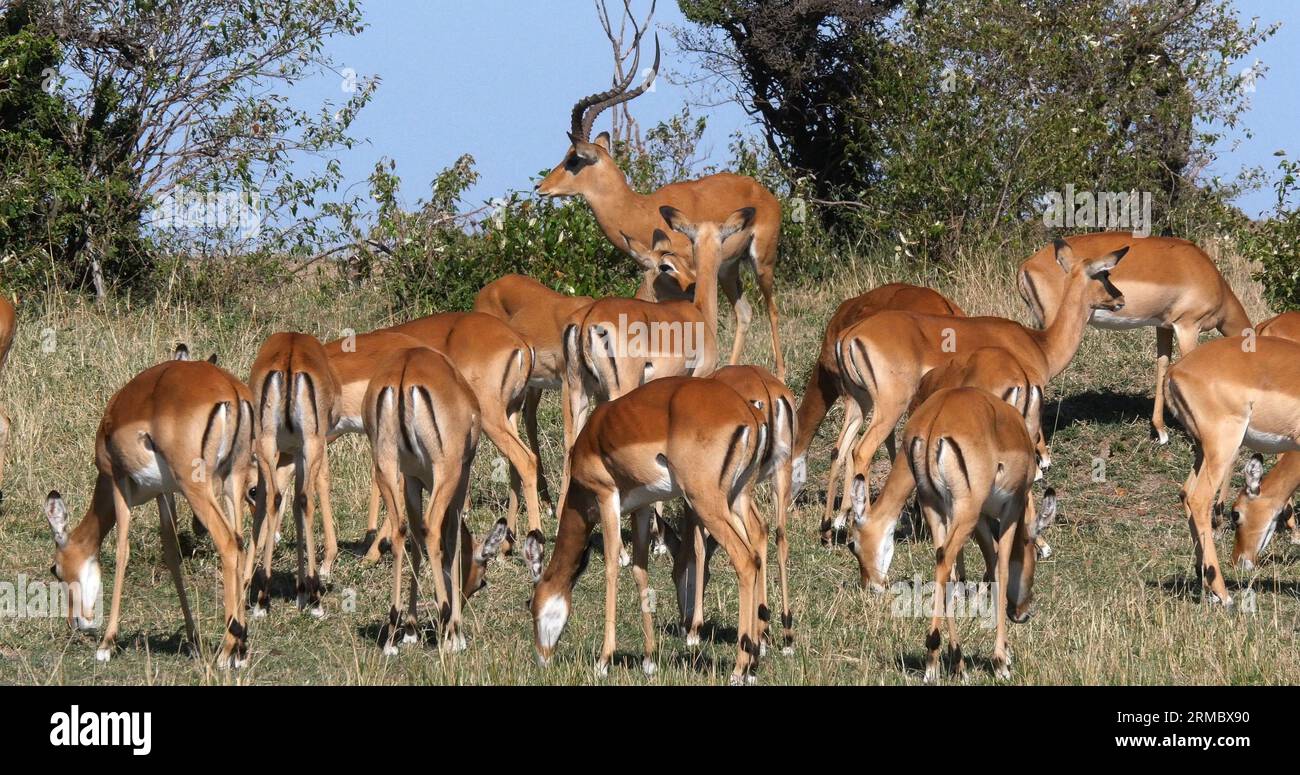 Impala, aepyceros melampus, mâle et femelle, Masai Mara Park au Kenya Banque D'Images