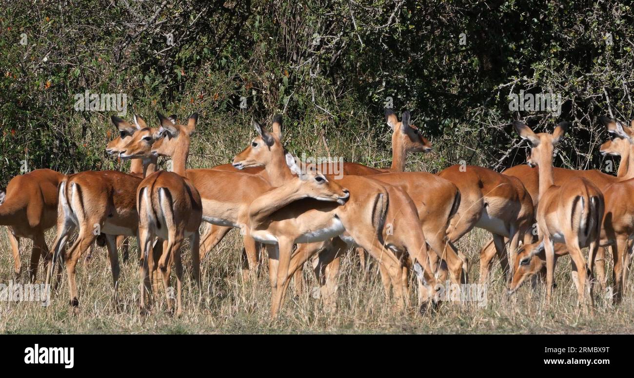 Impala, aepyceros melampus, troupeau de femelles f, Masai Mara Park au Kenya Banque D'Images