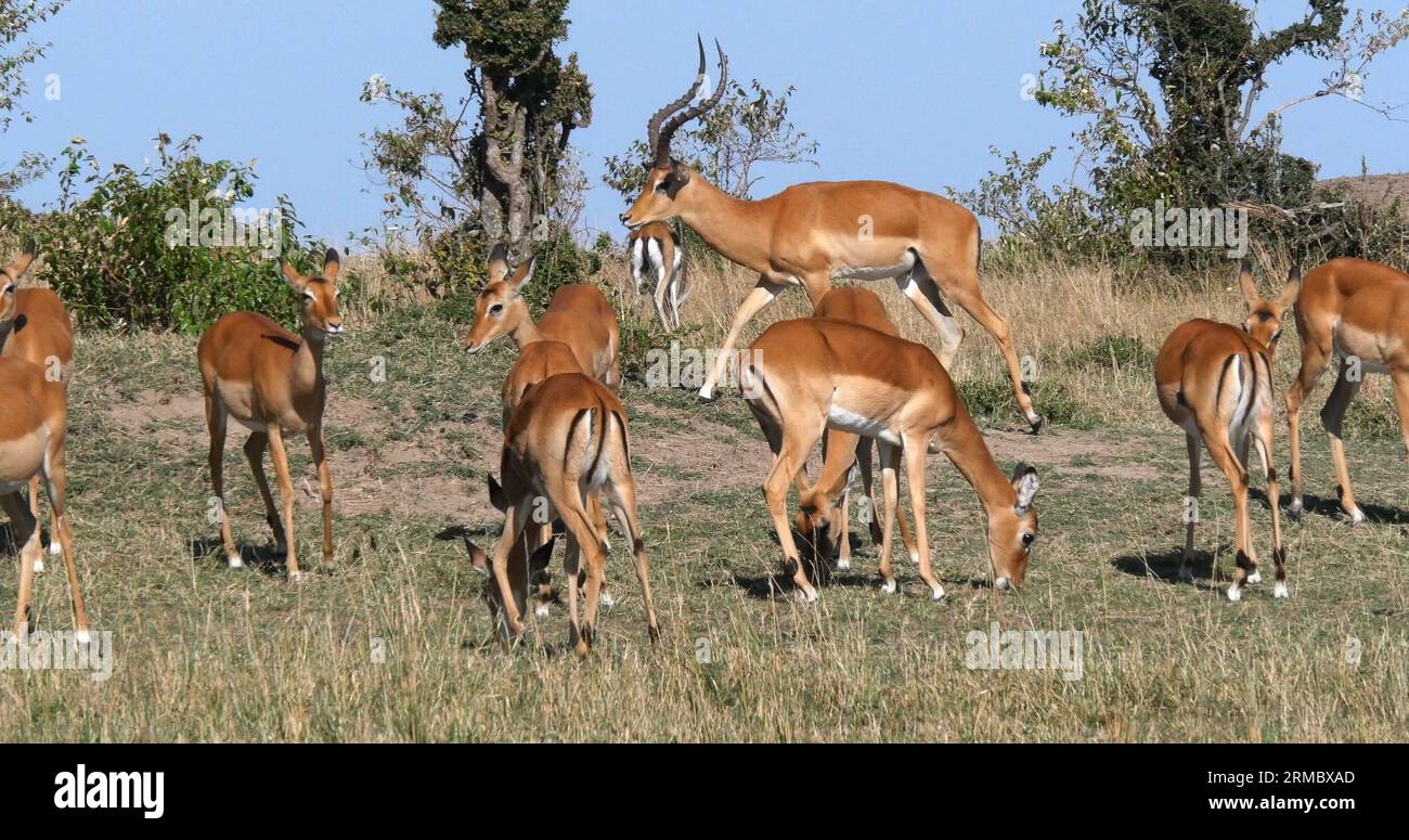 Impala, aepyceros melampus, mâle et femelle, Masai Mara Park au Kenya Banque D'Images