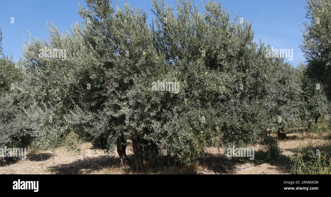 Champ d'olivier près de Maussane les Alpilles dans le Sud-est de la France Banque D'Images