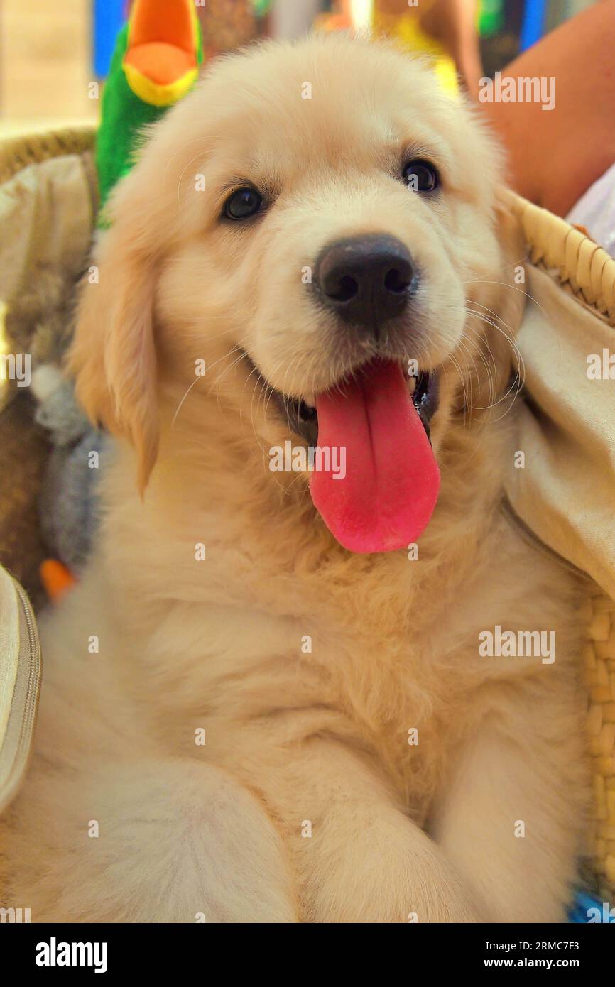 Vendrell, Tarragone, Espagne. 26 août 2023. Vue d'une race de chiots Golden retriever. Le Golden retriever est une race de chien qui a été développée vers 1850 au Royaume-Uni, plus précisément en Écosse. (Image de crédit : © Ramon Costa/SOPA Images via ZUMA Press Wire) USAGE ÉDITORIAL SEULEMENT! Non destiné à UN USAGE commercial ! Banque D'Images