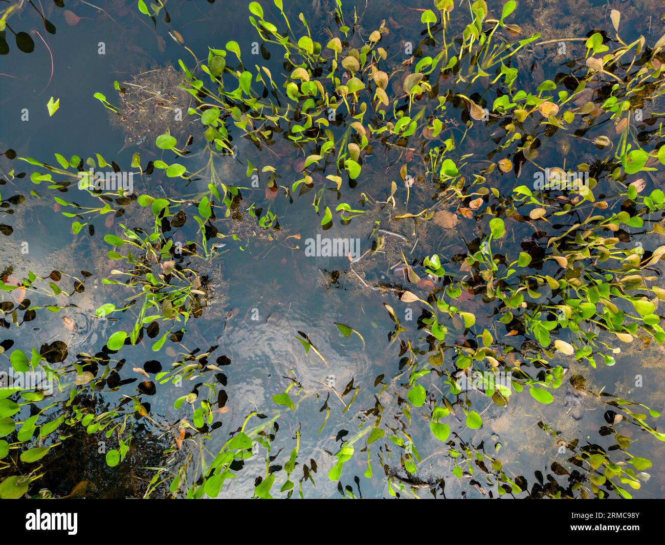 Gros plan de feuilles vert vif poussant à la surface de l'eau dans le célèbre Pantanal, la plus grande zone humide d'eau douce du monde Banque D'Images