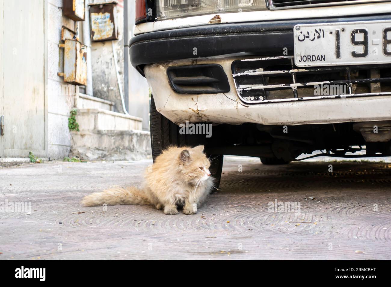 Chat de rue se cachant de la chaleur sous la voiture avec une plaque Jordan Banque D'Images