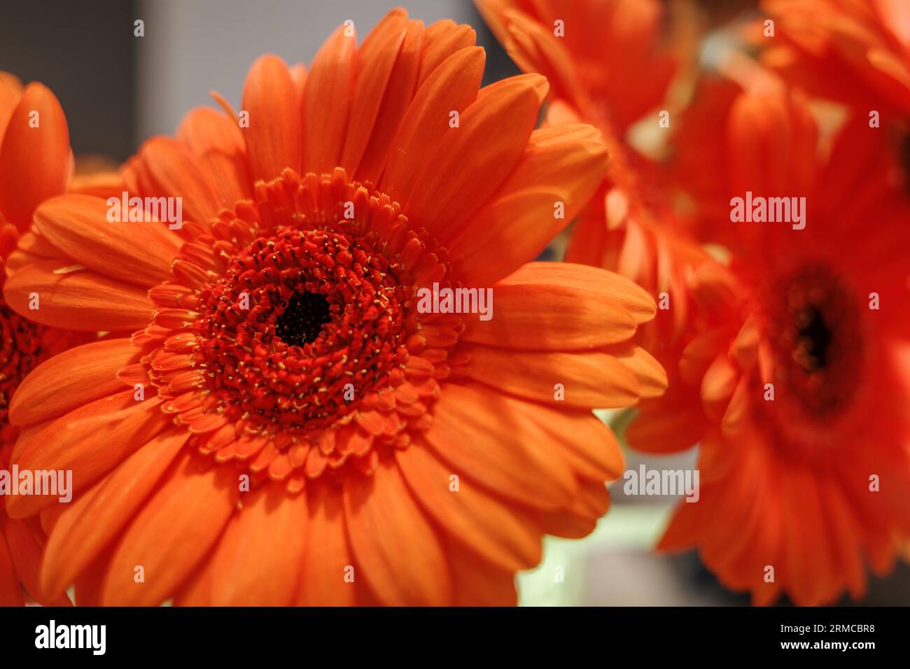 Bouquet de Marguerite Orange transvaal ou gerbera. Banque D'Images