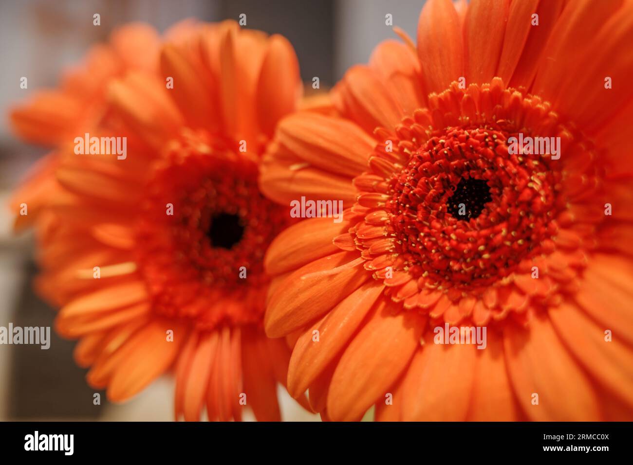 Bouquet de Marguerite Orange transvaal ou gerbera. Banque D'Images