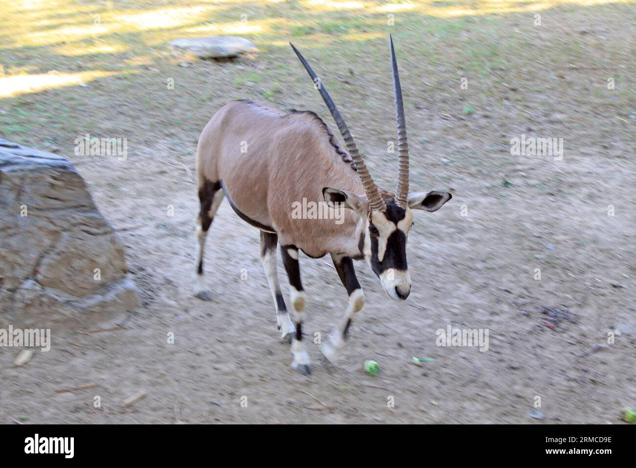 Oryx sud-africain au zoo de Pékin, chine Banque D'Images