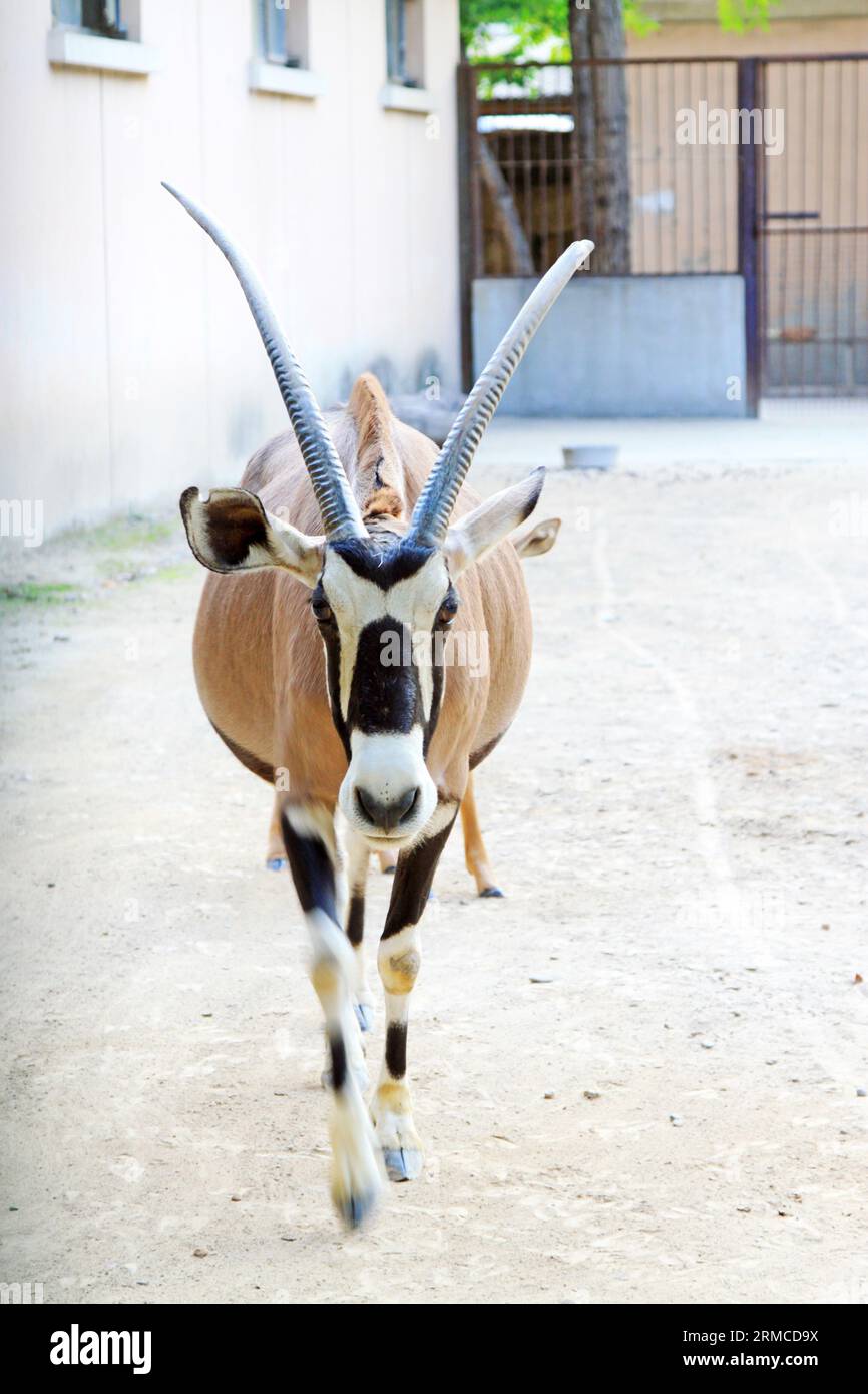 Oryx sud-africain au zoo de Pékin, chine Banque D'Images