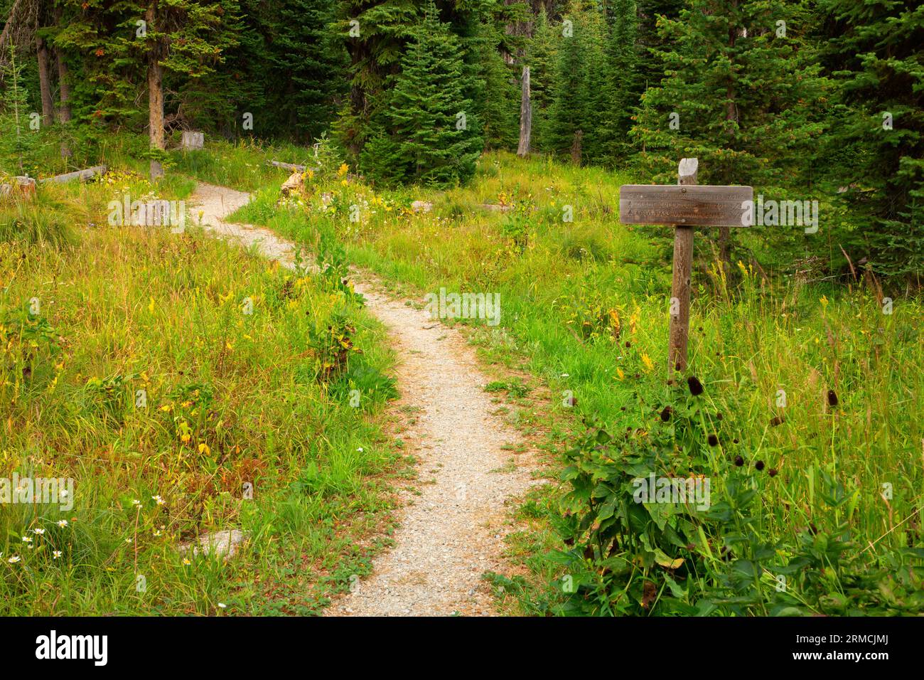 Sentier Glad Creek Camp, forêt nationale de Clearwater, sentier historique national Lewis et Clark, route panoramique Northwest passage, Idaho Banque D'Images