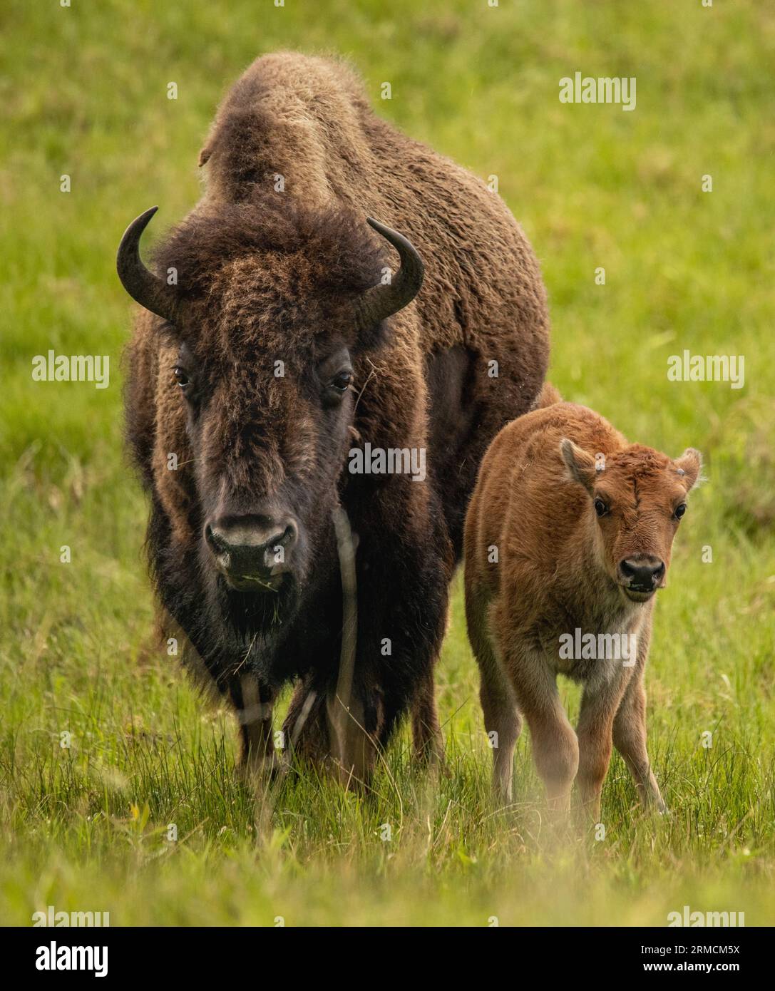 Wild Bison du parc national de Yellowstone Banque D'Images