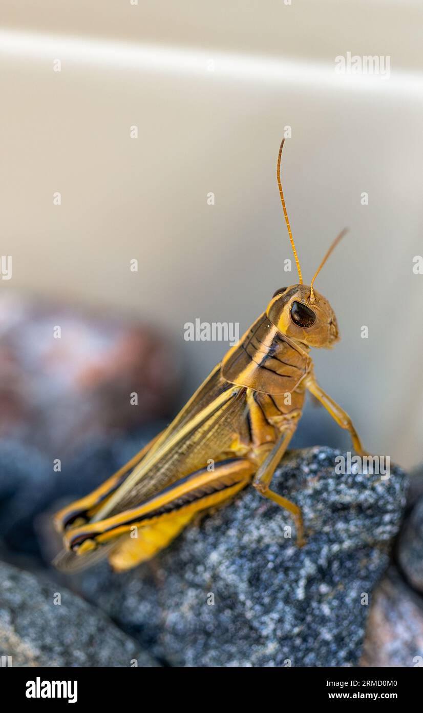 Gros plan d'une sauterelle brune assise sur des cailloux noirs et rouges. Foyer sélectionné. Banque D'Images