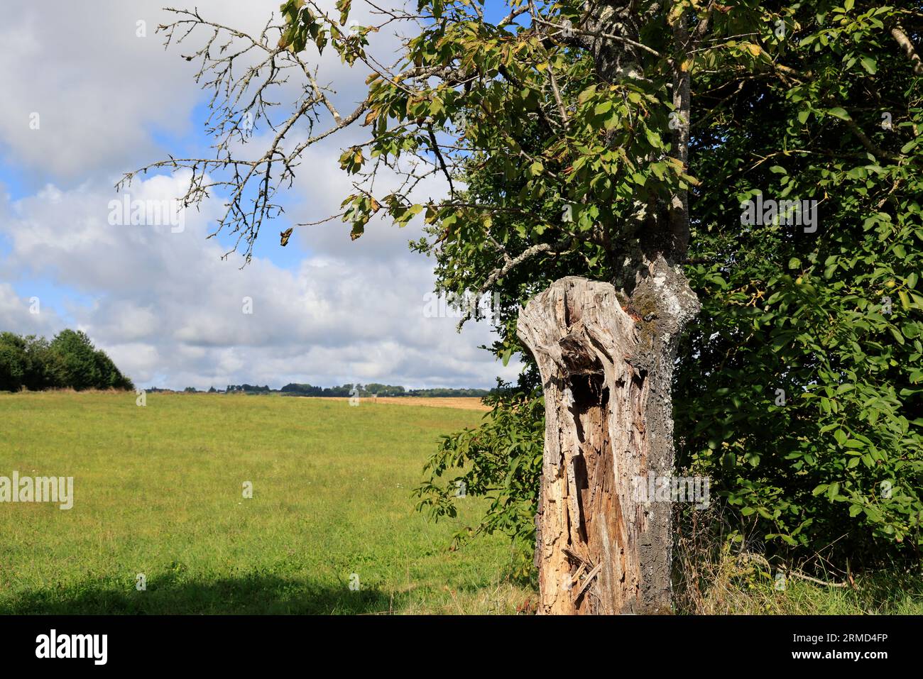 Agriculture, nature, environnement, tourisme et ruralité. Paysage de campagne du Limousin vu depuis la route. Corrèze, Limousin, France, Europe Banque D'Images