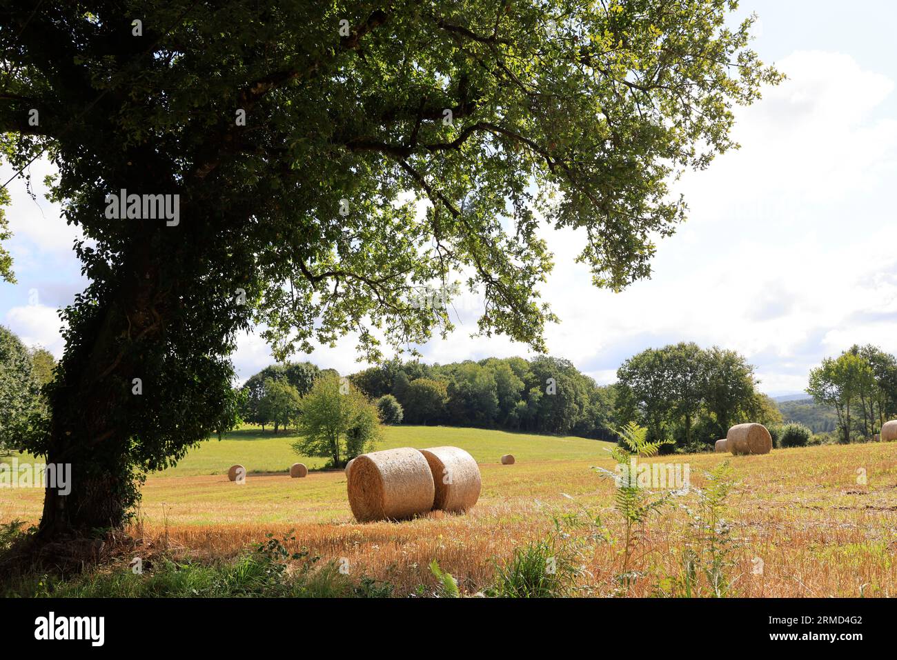 Agriculture, nature, environnement, tourisme et ruralité. Paysage de campagne du Limousin vu depuis la route. Corrèze, Limousin, France, Europe Banque D'Images