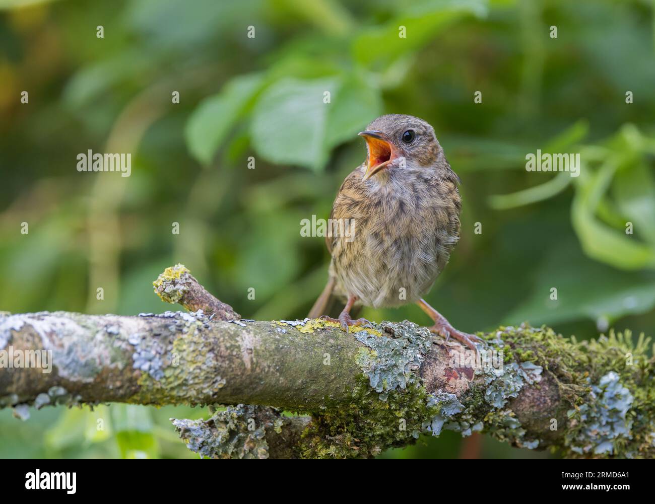 Dunnock [ Prunella modularis ] oiseau juvénile mendiant pour de la nourriture à partir d'un bâton couvert de lichen Banque D'Images