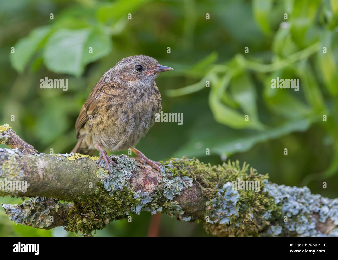 Dunnock [ Prunella modularis ] oiseau juvénile sur bâton couvert de lichen Banque D'Images