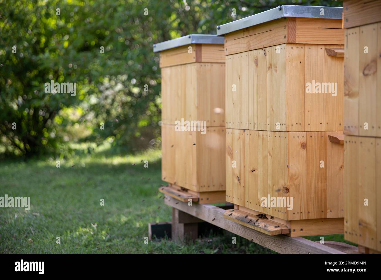 Une vue de l'avant de plusieurs ruches et abeilles volantes à la sortie. Banque D'Images