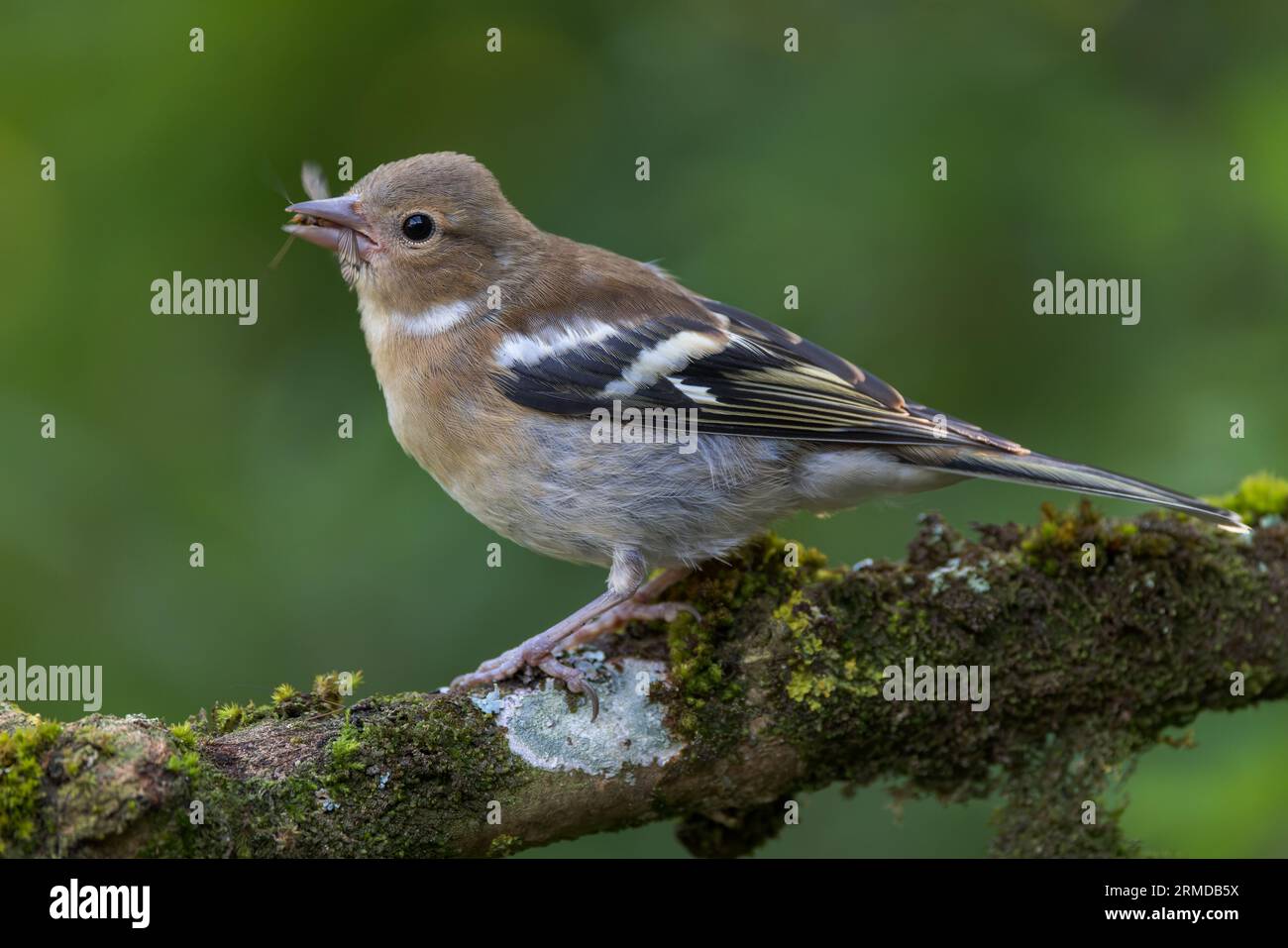 Moufle eurasienne [ Fringilla coelebs ] oiseau femelle sur mousse et lichen couvert bâton avec insecte dans son bec / bec Banque D'Images