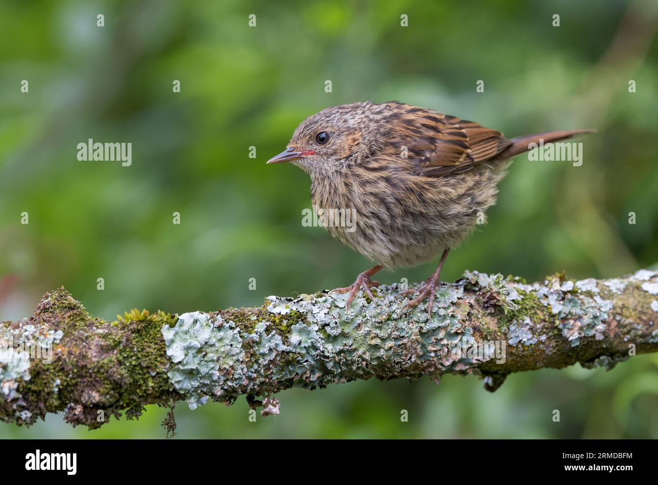 Dunnock [ Prunella modularis ] oiseau juvénile sur bâton couvert de lichen Banque D'Images