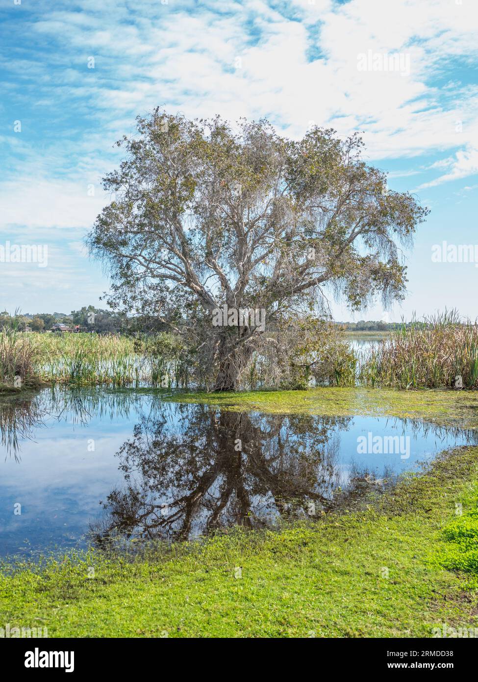 Un arbre à feuilles larges, un arbre à thé en écorce de papier, un arbre punk ou niaouli (Melaleuca quinquenervia) qui pousse au lac Herdsman à Perth, en Australie occidentale. Banque D'Images