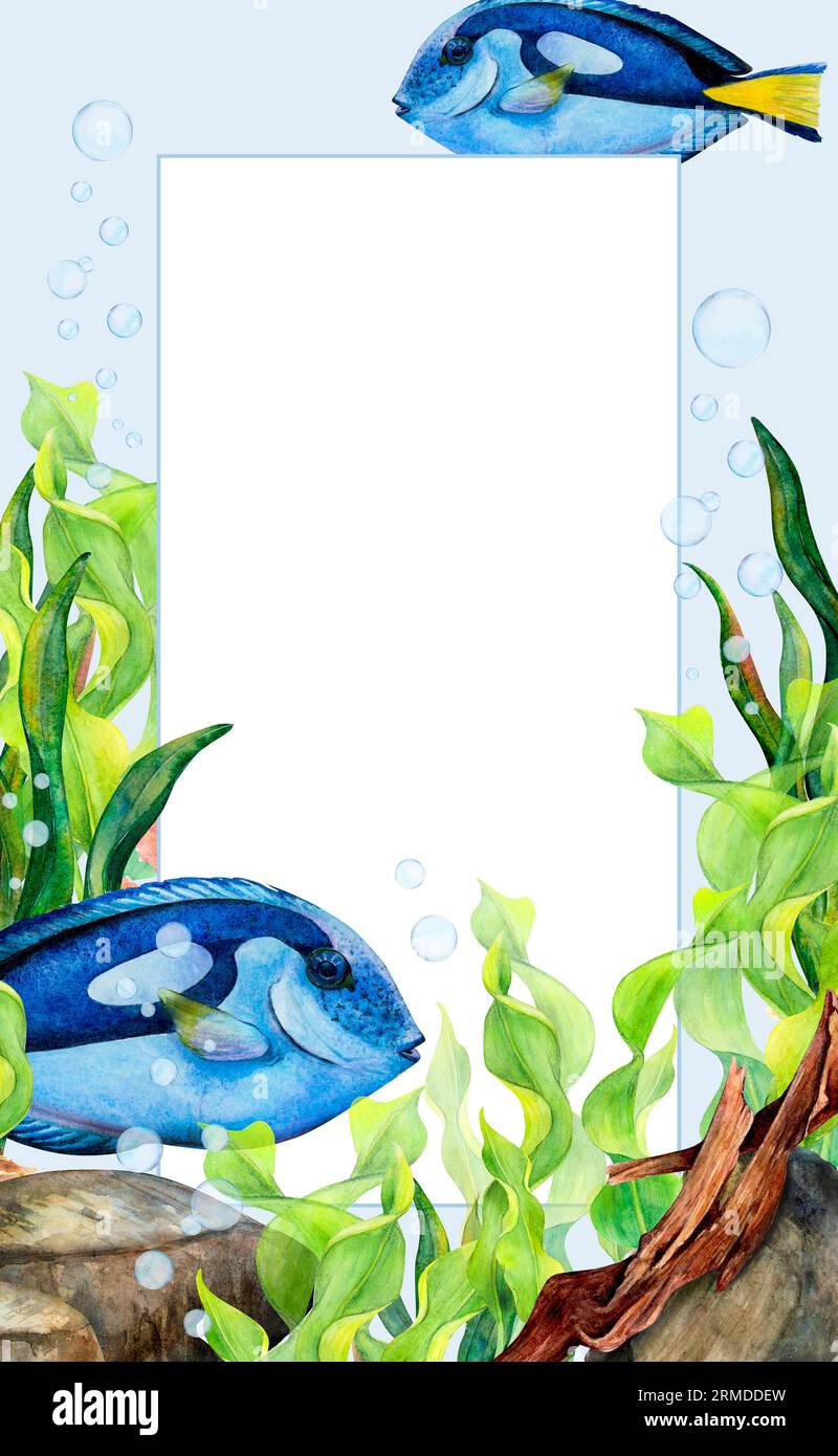 Cadre de dessin d'aquarelle à partir d'algues de ruban, de pierres de fond, de bulles d'air et de poissons de chirurgien sur fond bleu clair. Illustration Scillfull pour photo Banque D'Images