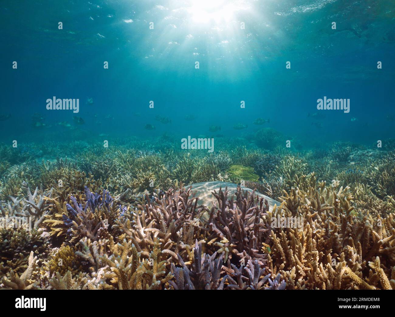 Récif corallien avec soleil sous l'eau dans l'océan Pacifique, paysage marin naturel, Nouvelle-Calédonie, Océanie Banque D'Images