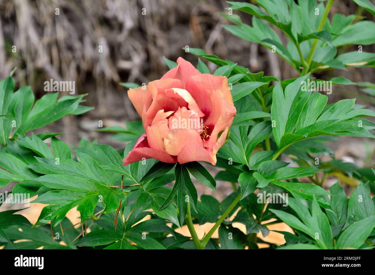 Merveilleuse variété de fleurs de pivoine Old Rose Dandy au début de la floraison est beige jaunâtre avec une teinte violette, plus tard une délicieuse couleur brun-rouge. Rouge s Banque D'Images