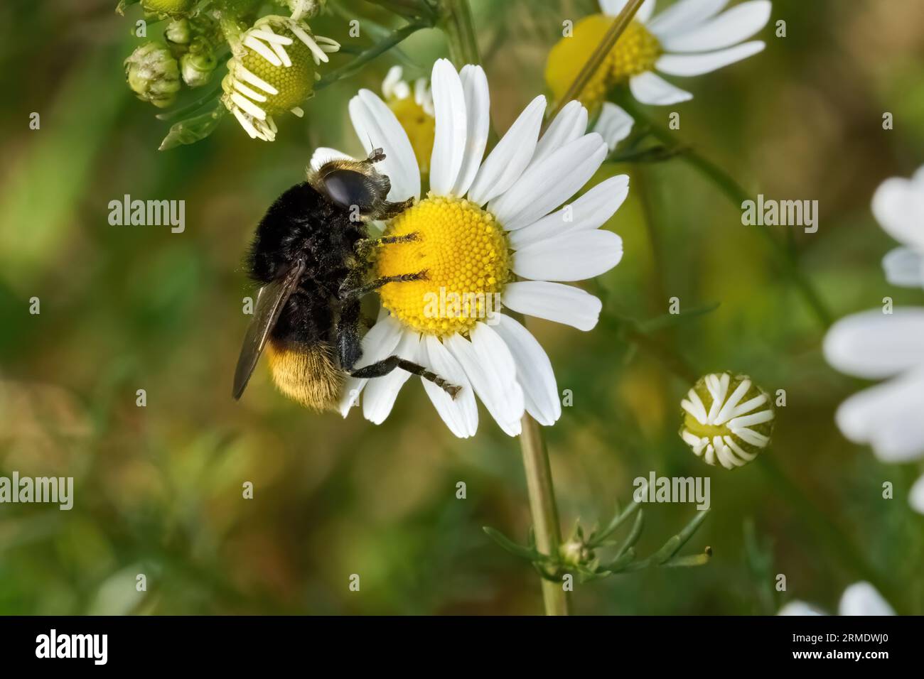 Grand Narcisse Fly (Merodon equestris) sur une fleur de camomille Banque D'Images