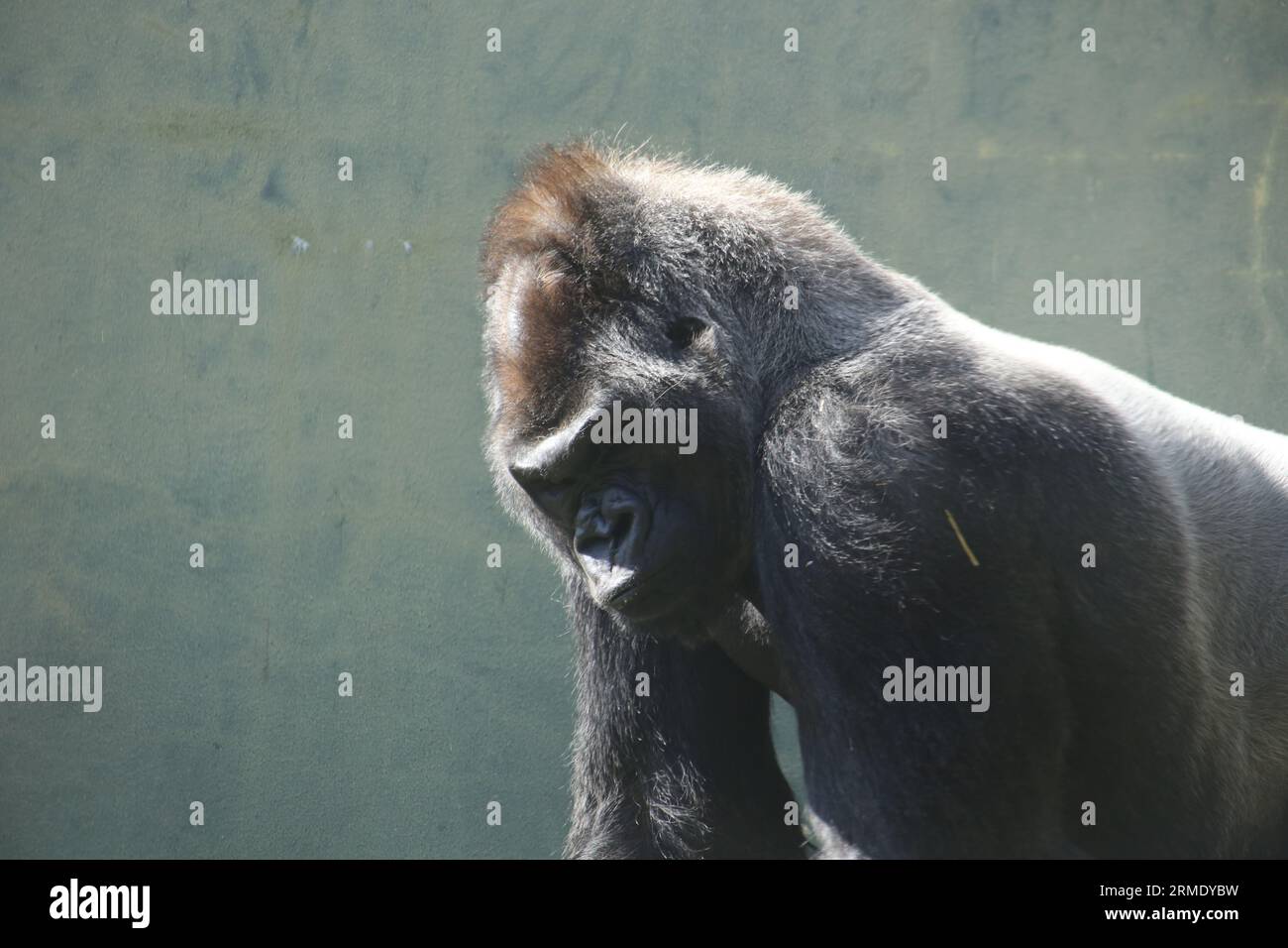 Gorille de Silverback d'air de mauvaise humeur et en colère Banque D'Images