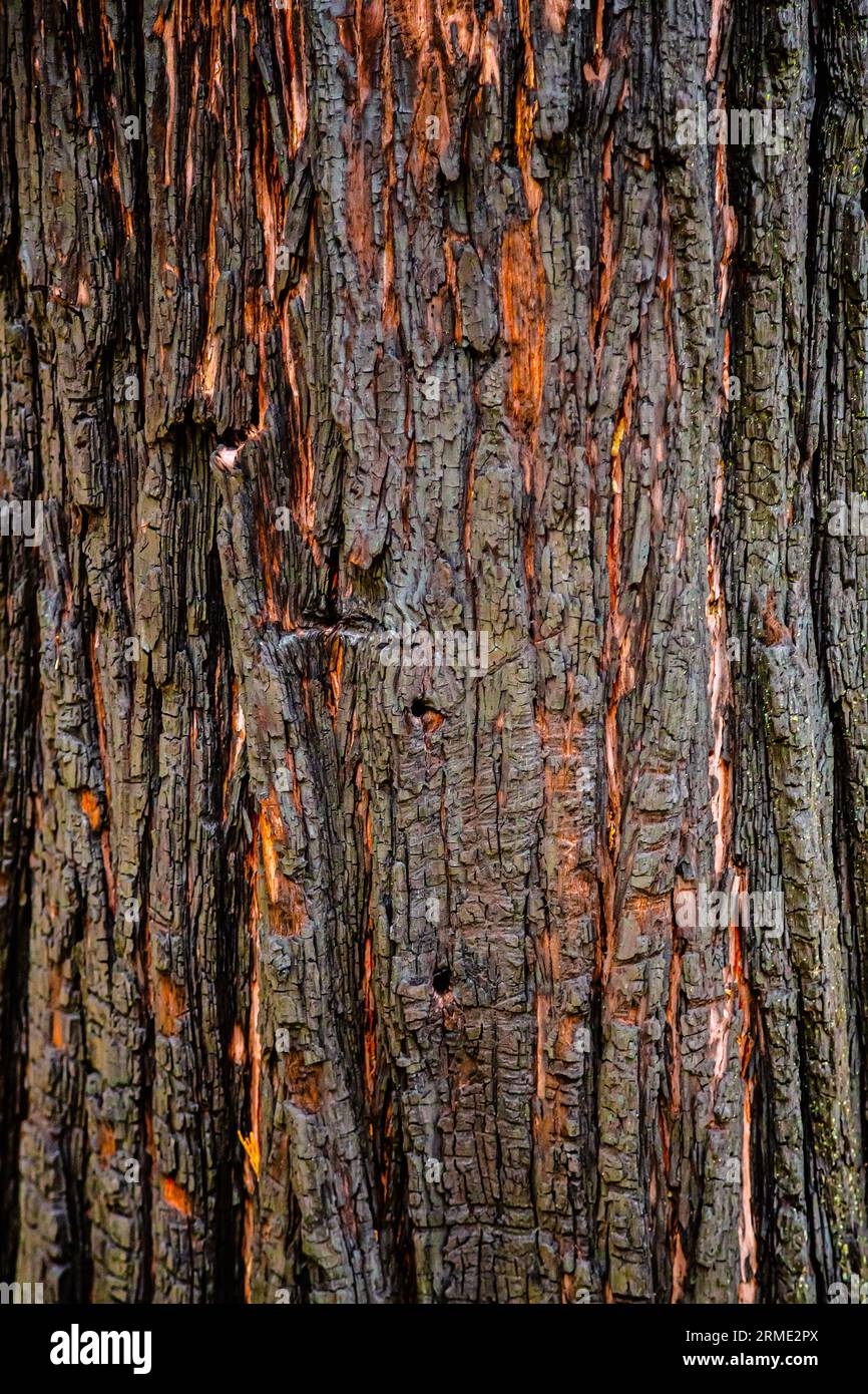 Écorce brûlée de séquoia. Sequoiadendron giganteum séquoia géant également connu sous le nom de séquoia géant, Sierra séquoia, séquoia Sierran, Wellingtonia ou simplement Big Tree tronc, ou bole avec écorce Banque D'Images