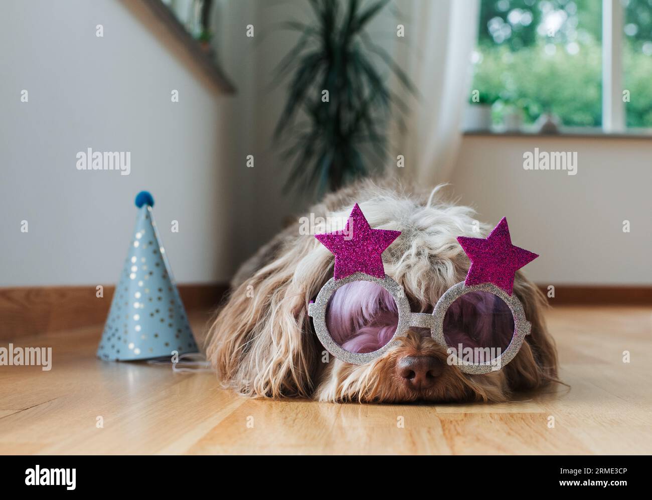 chien mignon allongé sur le sol à la maison avec un chapeau de fête et des lunettes Banque D'Images