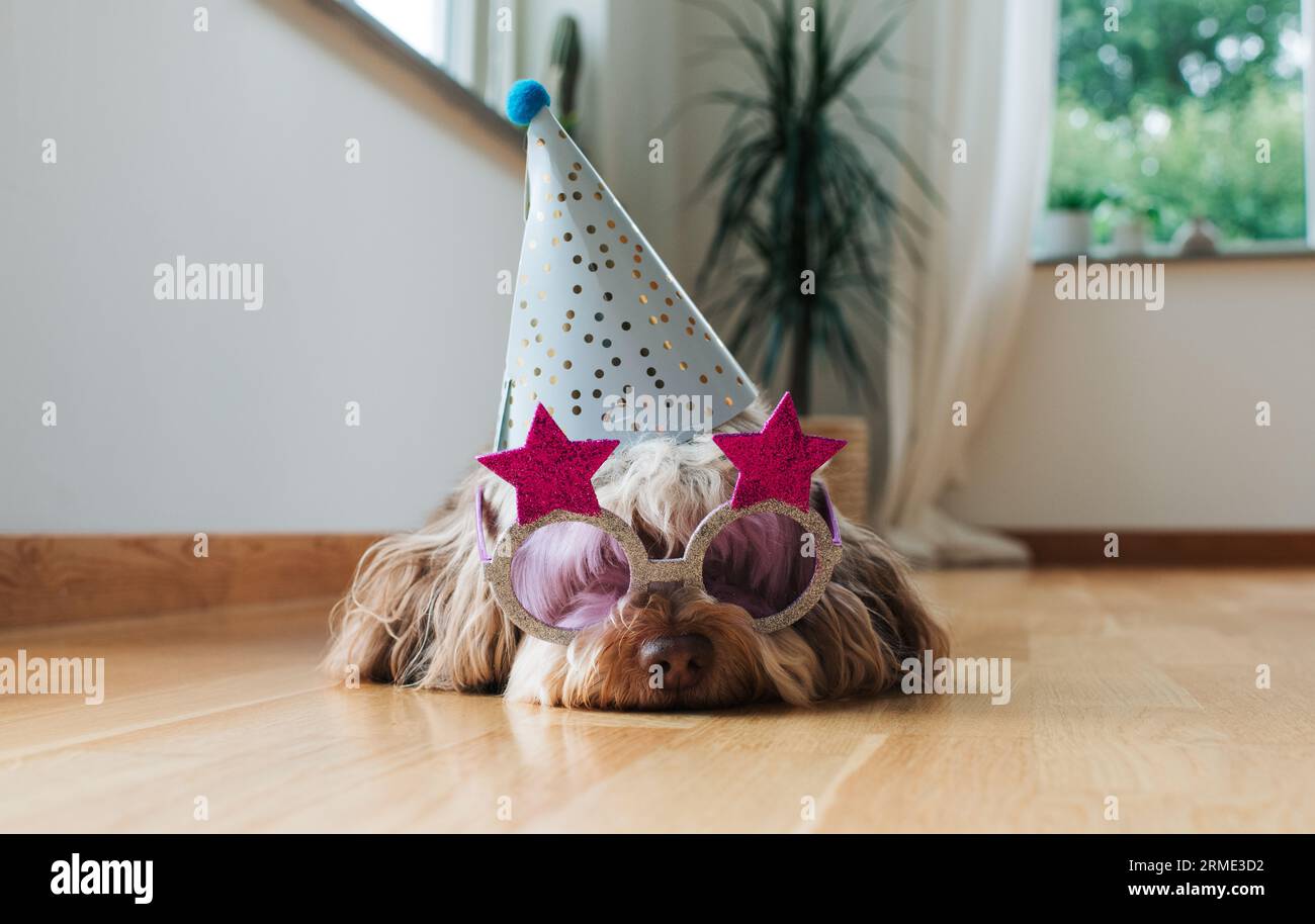 chien mignon habillé portant des lunettes et un chapeau de fête Banque D'Images