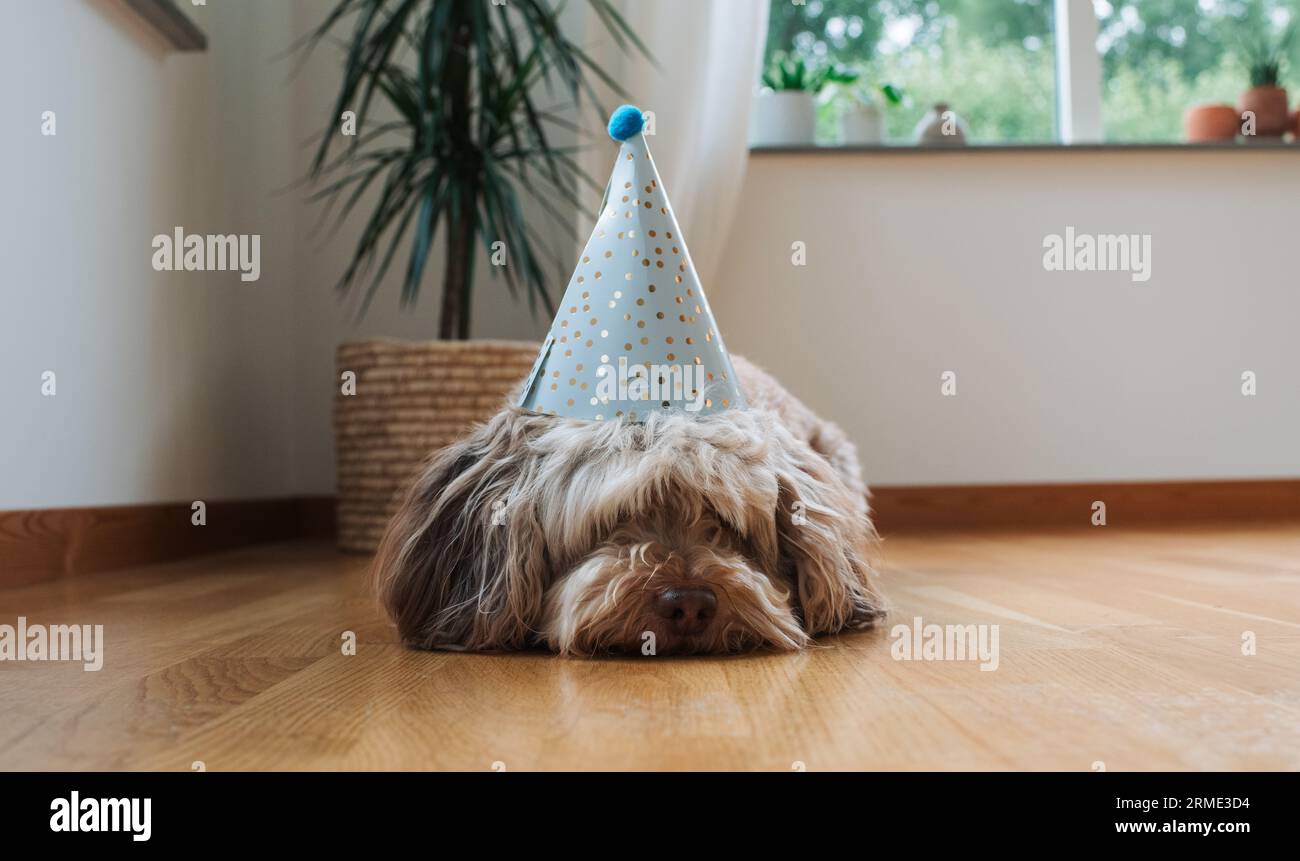 chien mignon allongé sur le sol à la maison portant un chapeau de fête Banque D'Images