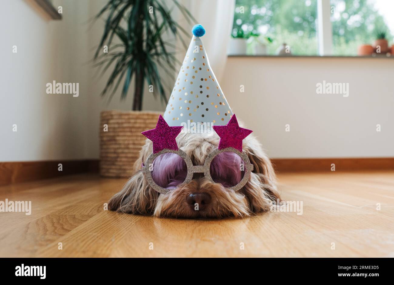 chien mignon portant des lunettes de fête et chapeau à la maison Banque D'Images