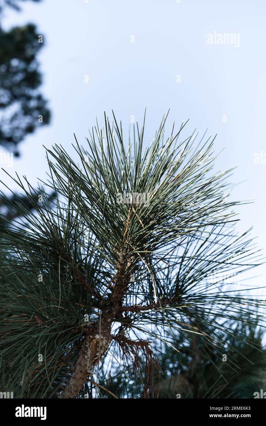 Un arbre avec des aiguilles de pin contre un ciel bleu Banque D'Images