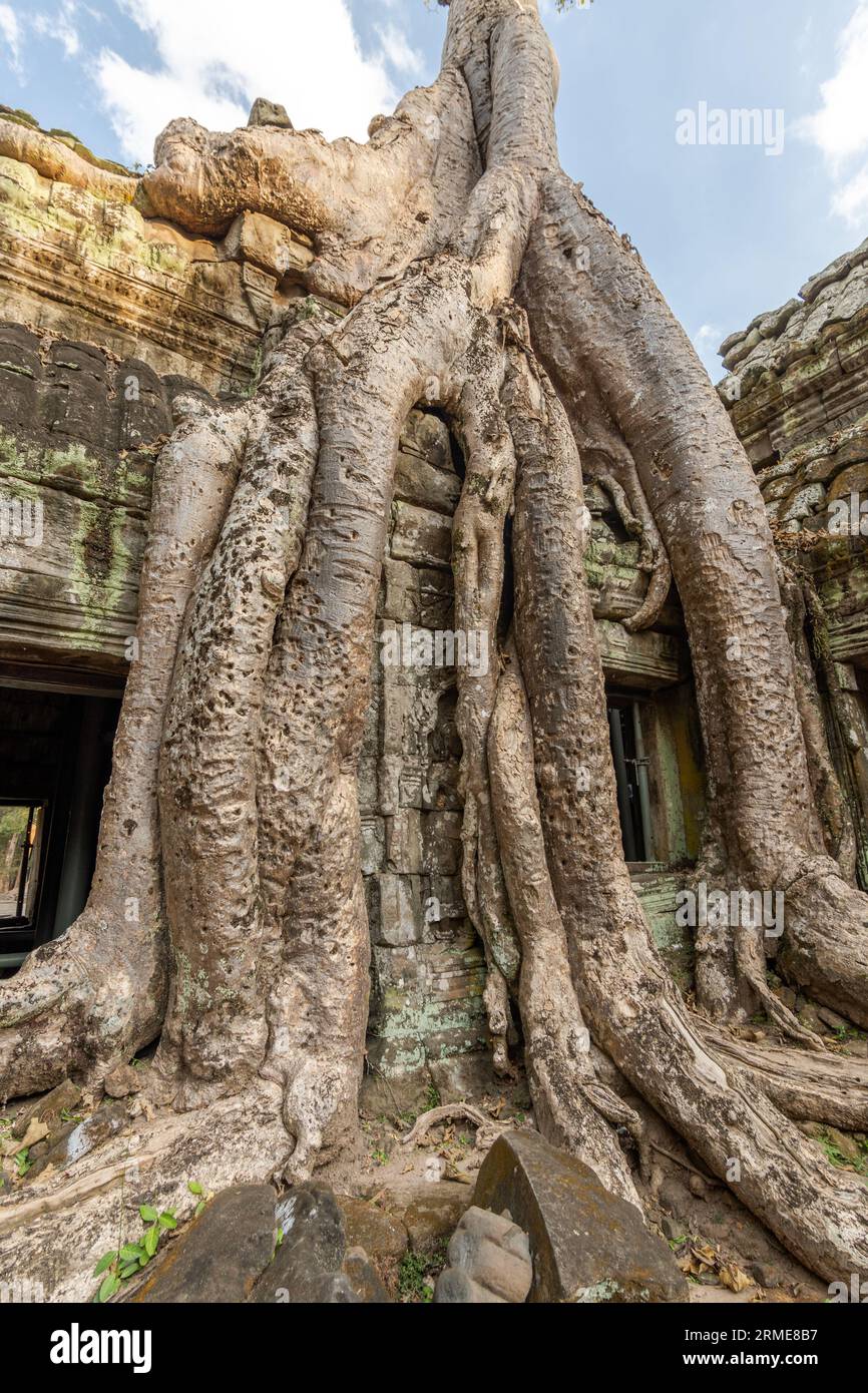 Des racines d'arbres géants recouvrent le temple de Ta Prohm à Angkor Wat et cla Banque D'Images Des racines d'arbres géants recouvrent le temple de Ta Prohm à Angkor Wat et cla Banque D'Images
