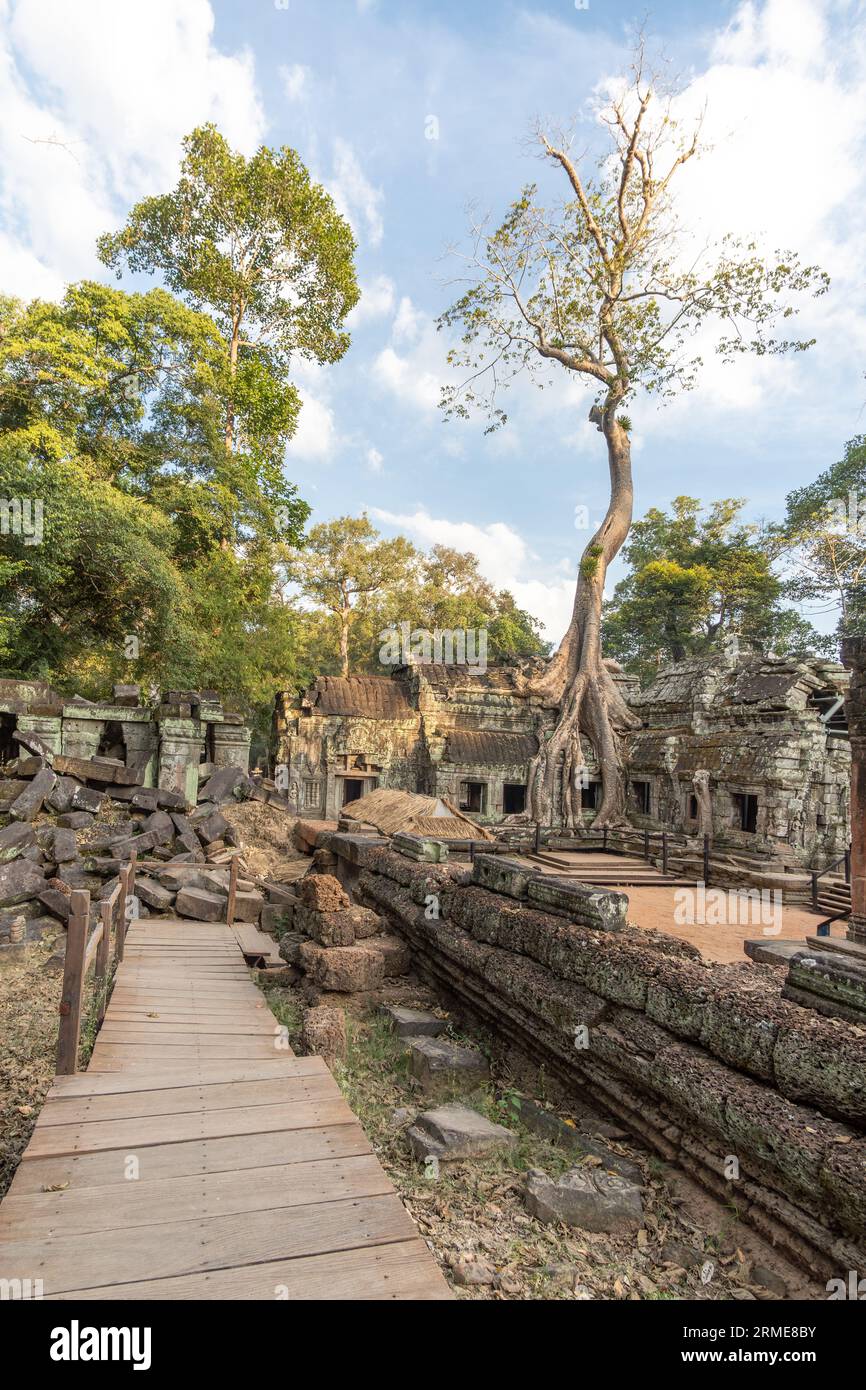 Ta Prohm Temple, Angkor Wat, au Cambodge Banque D'Images