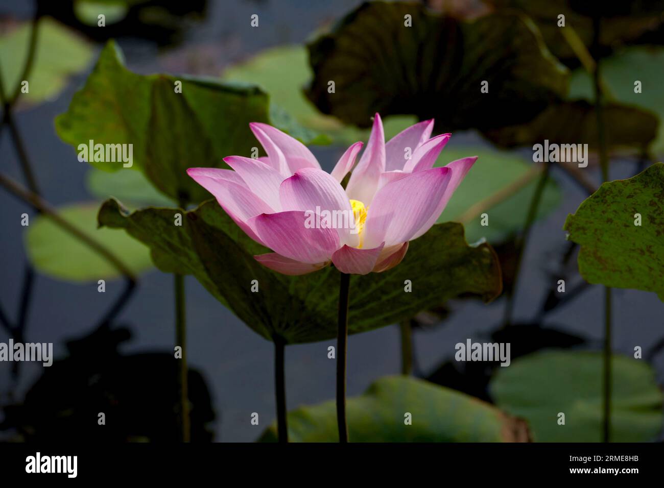 Nénuphars roses fleurissant au-dessus de l'eau Banque D'Images