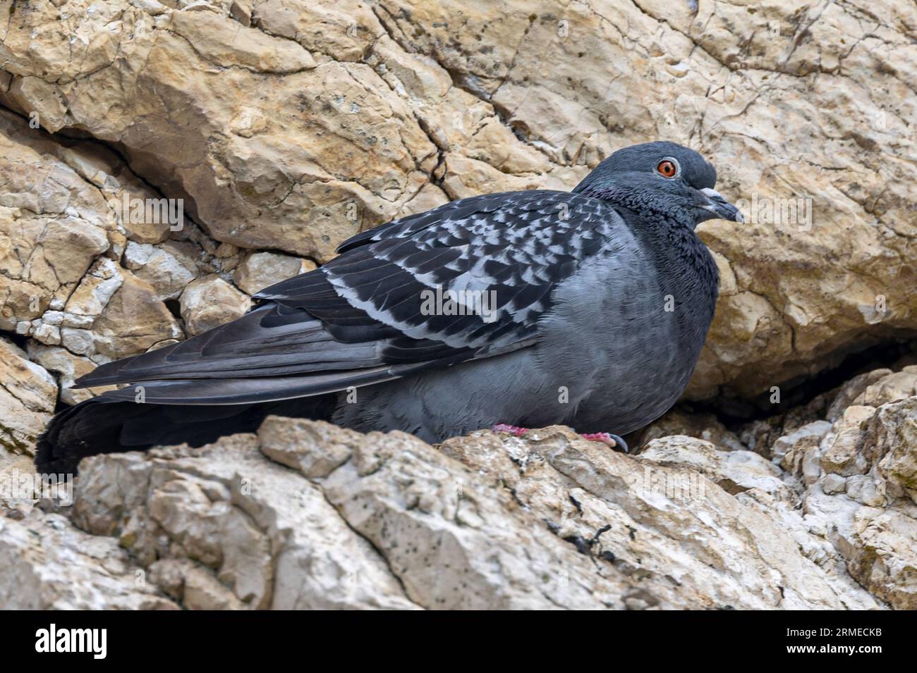 Pigeon de roche / pigeon sauvage, Ballintoy Harbour, Irlande du Nord, Royaume-Uni Banque D'Images