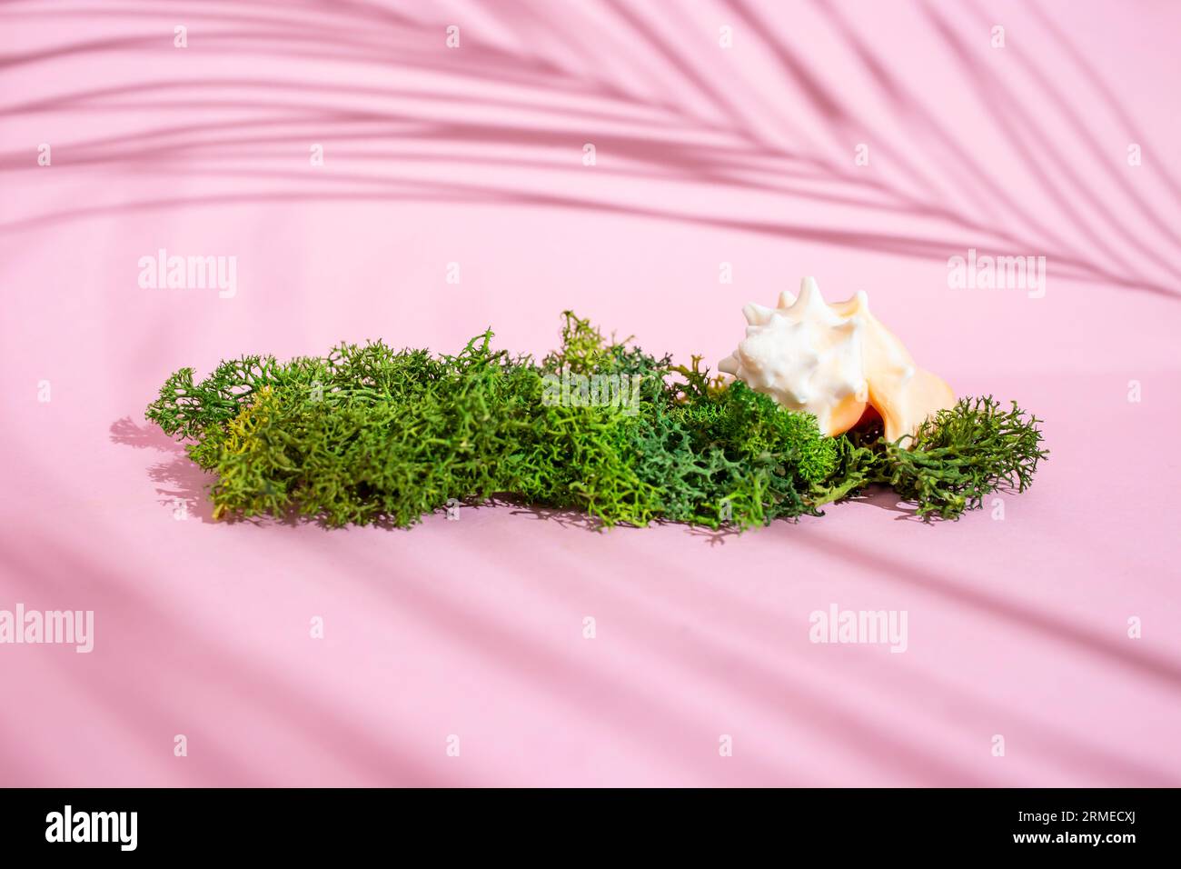 Coquille de mer avec mousse de lichen verte sur fond rose avec ombres de feuilles de palmier, modèle pour le produit Banque D'Images