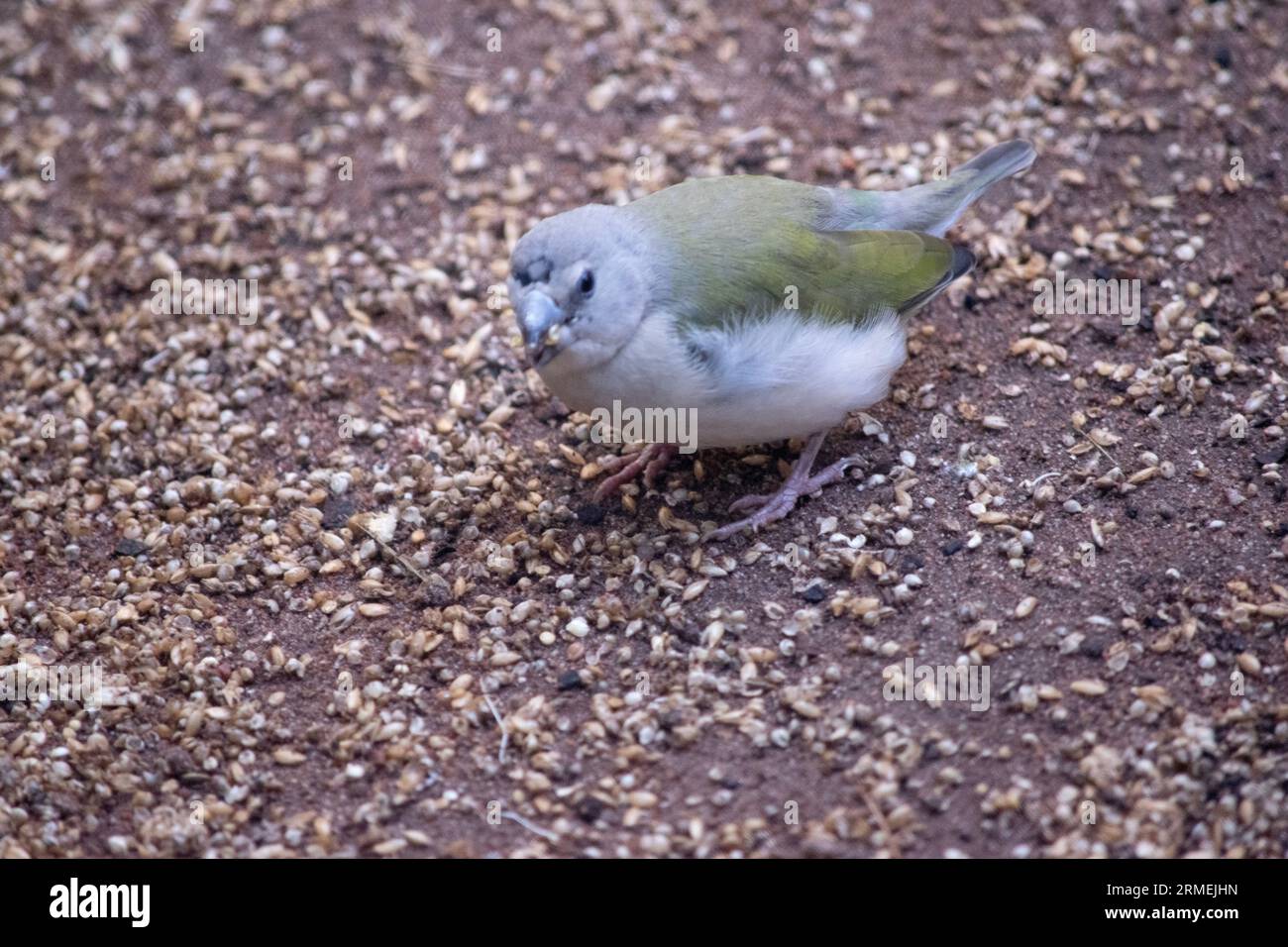 le jeune finch gouldien n'a pas encore ses plumes adultes Banque D'Images