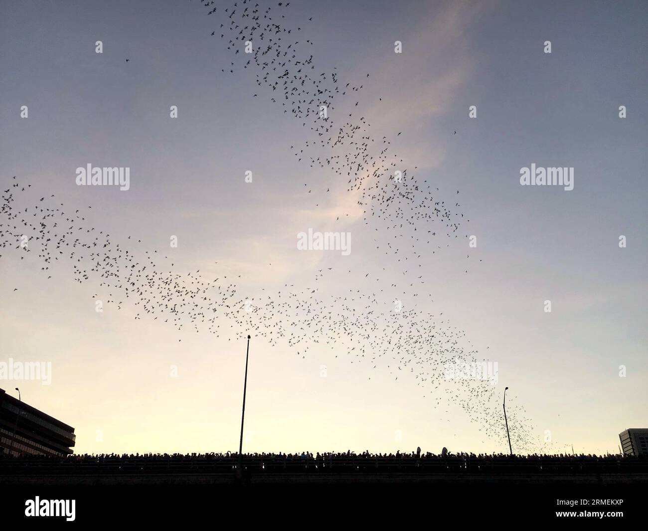 Chauves-souris mexicaines à queue libre émergeant sous le Congress Street Bridge à Austin, au Texas, au crépuscule de l'été Banque D'Images