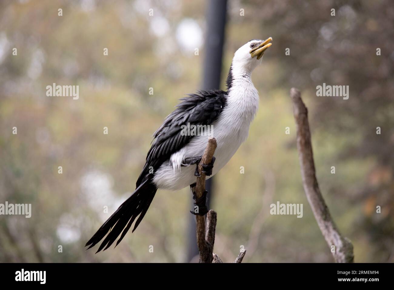 Le Cormorant à pied est un oiseau de taille moyenne avec des ailes noires et une queue noire. Il a un visage et une poitrine blancs. Banque D'Images